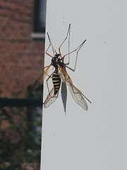 Ctenophora flaveolata