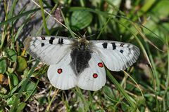 Parnassius phoebus
