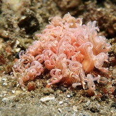 Phyllodesmium serratum