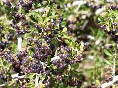 Berberis microphylla
