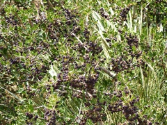 Berberis microphylla