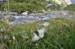 Parnassius phoebus
