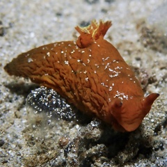 Tambja dracomus