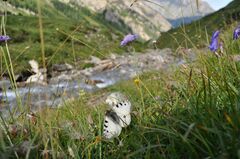 Parnassius phoebus