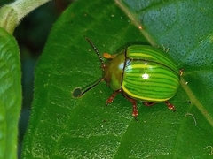 Platyphora dejeani