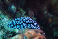 Phyllidiella pustulosa