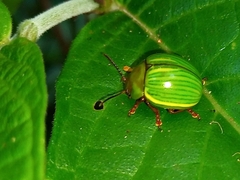 Platyphora dejeani