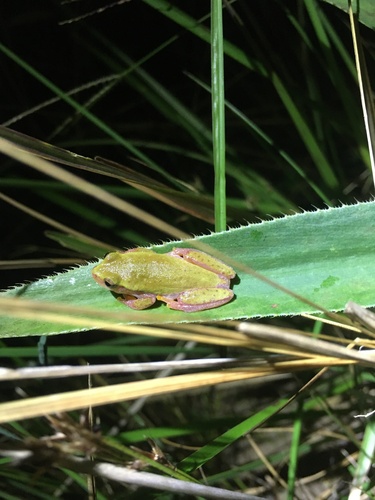 Bela Vista Tree Frog