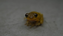 Dendropsophus minutus