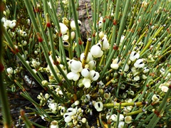 Ephedra chilensis