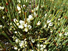 Ephedra chilensis