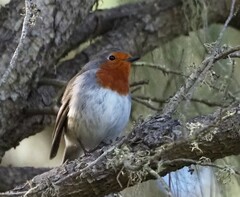 Erithacus rubecula superbus