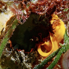 Dendrodoris arborescens