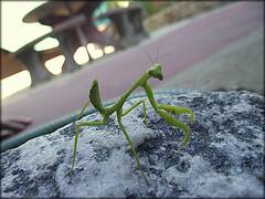 Stagmatoptera hyaloptera