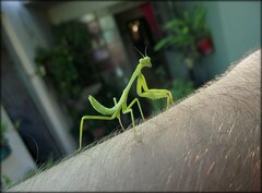 Stagmatoptera hyaloptera