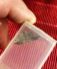 Eilicrinia trinotata