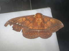 Procitheronia principalis