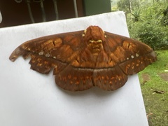 Procitheronia principalis