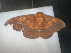 Procitheronia principalis