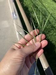 Bromus diandrus