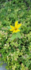 Silphium asteriscus