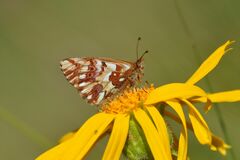 Boloria pales