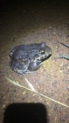 Leptodactylus labyrinthicus