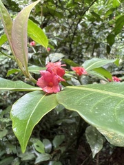 Psychotria nuda