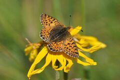 Boloria pales