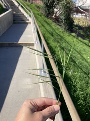 Bromus diandrus