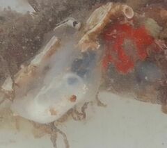Phlebobranchia