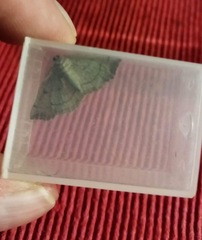 Eilicrinia trinotata