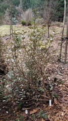 Olearia × macrodonta