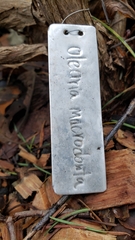 Olearia × macrodonta