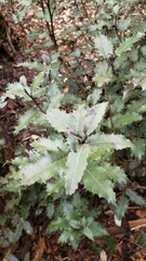 Olearia × macrodonta