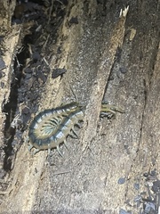Scolopendra viridis