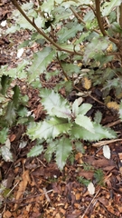 Olearia × macrodonta