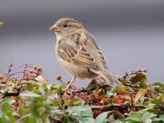 Italian Sparrow photo 3