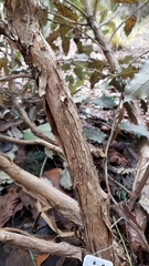 Olearia × macrodonta