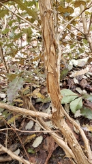 Olearia × macrodonta