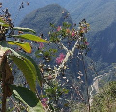 Oreocallis grandiflora
