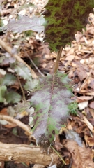 Olearia × macrodonta