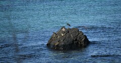 Egretta garzetta dimorpha
