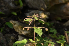 Urtica membranacea