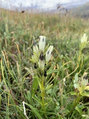 Gentiana algida