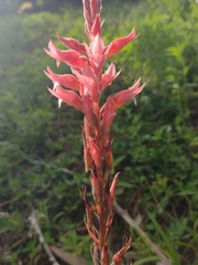 Sacoila lanceolata