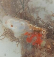 Phlebobranchia