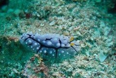 Phyllidia elegans