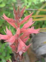 Sacoila lanceolata