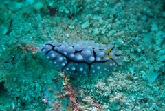 Phyllidia elegans